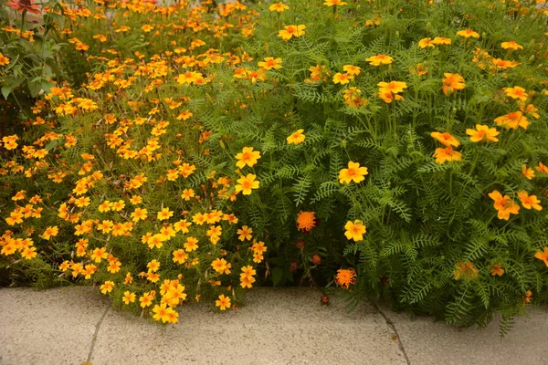 Közel Gyönyörű Marigold Virág Tagetes Erecta Mexikói Azték Vagy Afrikai — Stock Fotó