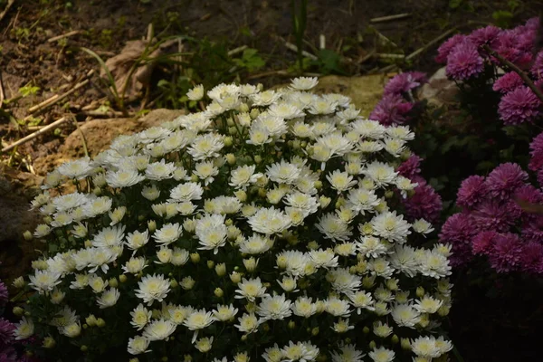 开着菊花的花 公园里的构图优美 花朵的背景美丽 — 图库照片