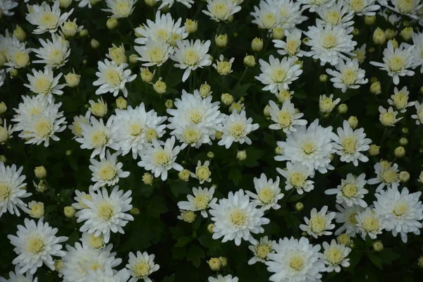 Canteiro Flores Com Flores Crisântemo Bela Composição Parque Público Belo — Fotografia de Stock