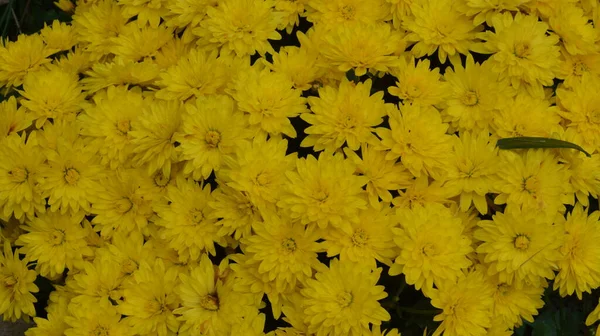 Kasımpatı Çiçekleri Olan Bir Çiçek Tarhı Halka Açık Bir Parkta — Stok fotoğraf
