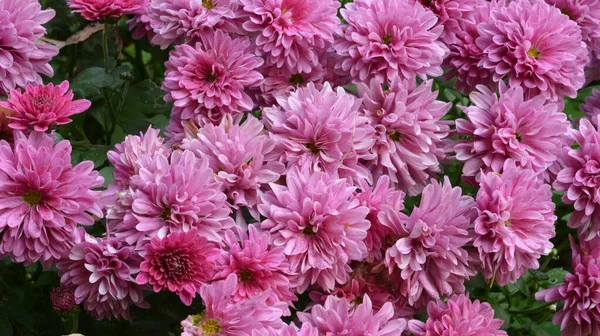 Blumenbeet Mit Chrysanthemenblüten Schöne Komposition Einem Öffentlichen Park Schöner Hintergrund — Stockfoto