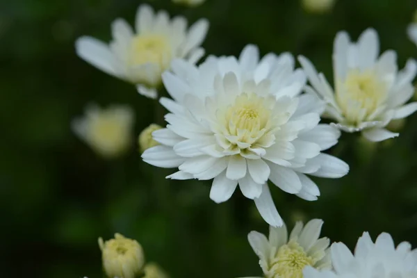 Blumenbeet Mit Chrysanthemenblüten Schöne Komposition Einem Öffentlichen Park Schöner Hintergrund — Stockfoto