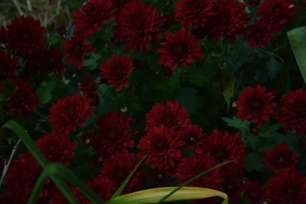 Blumenbeet Mit Chrysanthemenblüten Schöne Komposition Einem Öffentlichen Park Schöner Hintergrund — Stockfoto