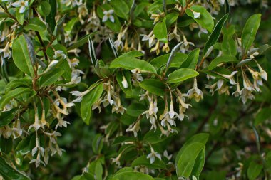 Yumuşak makro odak noktası Elaeagnus umbellata 'nın narin küçük çiçekleri. Bu çiçek açan bitkinin bahar mucizesi. Seçici odaklanma. Tasarım için doğa konsepti