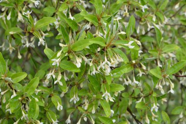 Yumuşak makro odak noktası Elaeagnus umbellata 'nın narin küçük çiçekleri. Bu çiçek açan bitkinin bahar mucizesi. Seçici odaklanma. Tasarım için doğa konsepti