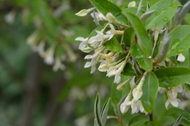 Yumuşak makro odak noktası Elaeagnus umbellata 'nın narin küçük çiçekleri. Bu çiçek açan bitkinin bahar mucizesi. Seçici odaklanma. Tasarım için doğa konsepti