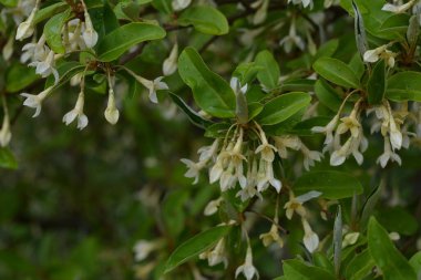 Yumuşak makro odak noktası Elaeagnus umbellata 'nın narin küçük çiçekleri. Bu çiçek açan bitkinin bahar mucizesi. Seçici odaklanma. Tasarım için doğa konsepti