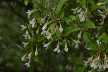 Yumuşak makro odak noktası Elaeagnus umbellata 'nın narin küçük çiçekleri. Bu çiçek açan bitkinin bahar mucizesi. Seçici odaklanma. Tasarım için doğa konsepti