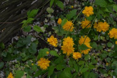 Parlak ve güneşli bahar botaniği - sarı Japon kerria gülü (kerria japonica)