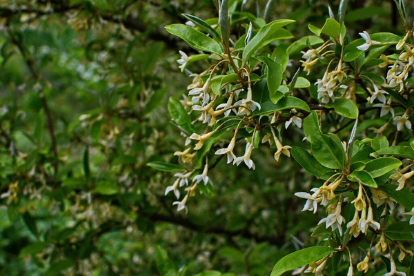 Suave Macro Foco Delicadas Pequeñas Flores Elaeagnus Umbellata Milagro Primavera — Foto de Stock