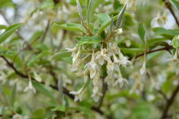 Macro Soft Focus Délicates Petites Fleurs Elaeagnus Umbellata Miracle Printanier — Photo