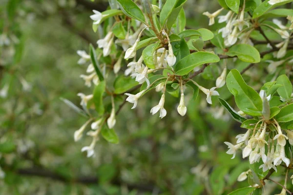 Macro Soft Focus Délicates Petites Fleurs Elaeagnus Umbellata Miracle Printanier — Photo