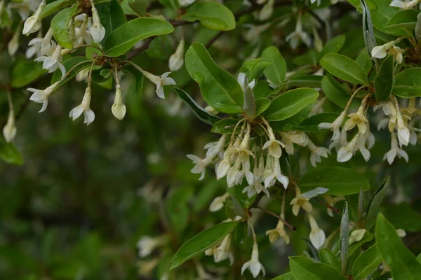 Suave Macro Foco Delicadas Pequeñas Flores Elaeagnus Umbellata Milagro Primavera — Foto de Stock