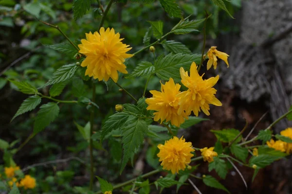 Bright Sunny Spring Botany Blooming Yellow Japanese Kerria Rose Kerria — Stock Photo, Image