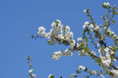 Tatlı kirazların açan beyaz kiraz çiçekleri (Prunus avium, yabani kiraz, gean, kuş kirazı).. bahar çiçekleri.