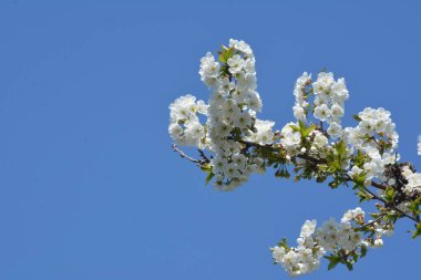 Tatlı kirazların açan beyaz kiraz çiçekleri (Prunus avium, yabani kiraz, gean, kuş kirazı).. bahar çiçekleri.