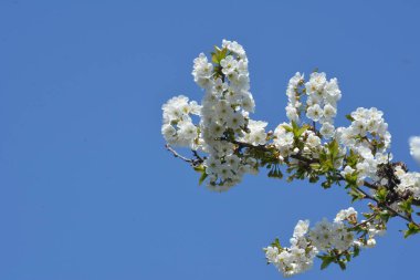 Tatlı kirazların açan beyaz kiraz çiçekleri (Prunus avium, yabani kiraz, gean, kuş kirazı).. bahar çiçekleri.