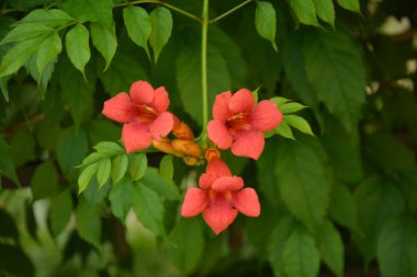 Kamp portakalı kümesi, trompet şeklindeki çiçekler yoğun, koyu yeşil yapraklarına karşı. Tekoma portakalı, trompet şeklinde çiçekler koyu yeşil yapraklara karşı..