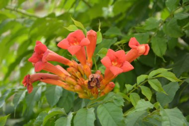 Kamp portakalı kümesi, trompet şeklindeki çiçekler yoğun, koyu yeşil yapraklarına karşı. Tekoma portakalı, trompet şeklinde çiçekler koyu yeşil yapraklara karşı..