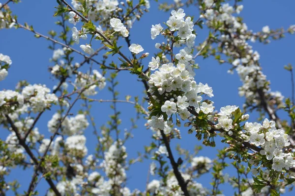 Blühende Weiße Kirschblüten Der Süßkirsche Prunus Avium Wildkirsche Gänse Vogelkirsche — Stockfoto