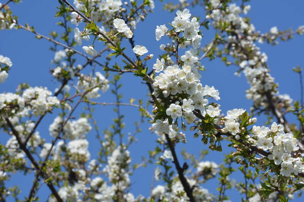 Blooming white cherry flowers of the sweet cherry (Prunus avium, wild cherry, gean, bird cherry).. Spring blossom.