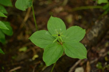 Paris bitkisi. Ormanda zehirli böğürtlen ve çiçekler yetişir..