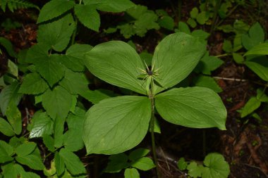 Paris bitkisi. Ormanda zehirli böğürtlen ve çiçekler yetişir..