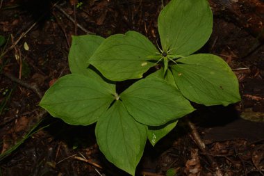 Paris bitkisi. Ormanda zehirli böğürtlen ve çiçekler yetişir..