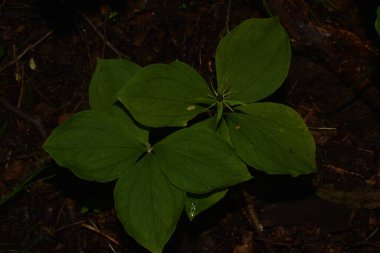 Paris bitkisi. Ormanda zehirli böğürtlen ve çiçekler yetişir..