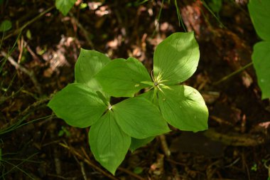 Paris bitkisi. Ormanda zehirli böğürtlen ve çiçekler yetişir..