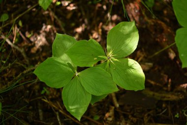 Paris bitkisi. Ormanda zehirli böğürtlen ve çiçekler yetişir..