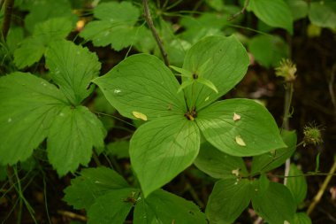 Paris bitkisi. Ormanda zehirli böğürtlen ve çiçekler yetişir..