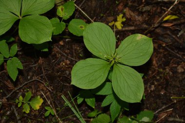 Paris bitkisi. Ormanda zehirli böğürtlen ve çiçekler yetişir..