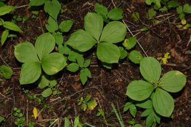 Paris bitkisi. Ormanda zehirli böğürtlen ve çiçekler yetişir..