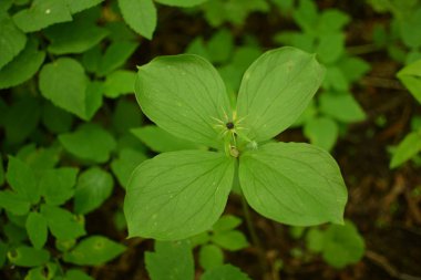 Paris bitkisi. Ormanda zehirli böğürtlen ve çiçekler yetişir..