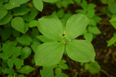 Paris bitkisi. Ormanda zehirli böğürtlen ve çiçekler yetişir..