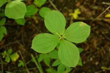 Paris bitkisi. Ormanda zehirli böğürtlen ve çiçekler yetişir..