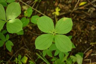 Paris bitkisi. Ormanda zehirli böğürtlen ve çiçekler yetişir..