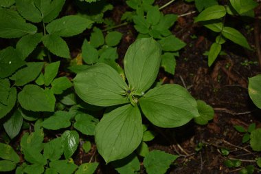 Paris bitkisi. Ormanda zehirli böğürtlen ve çiçekler yetişir..