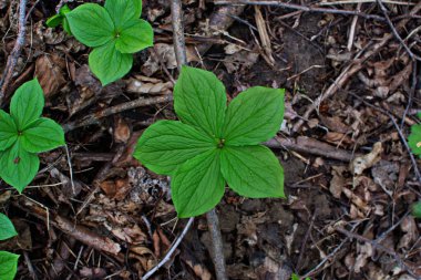 Paris bitkisi. Ormanda zehirli böğürtlen ve çiçekler yetişir..