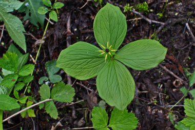 Paris bitkisi. Ormanda zehirli böğürtlen ve çiçekler yetişir..