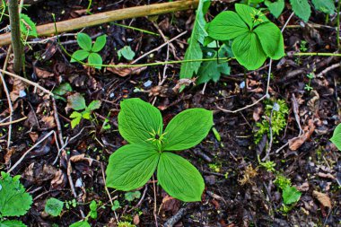 Paris bitkisi. Ormanda zehirli böğürtlen ve çiçekler yetişir..