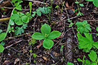 Paris bitkisi. Ormanda zehirli böğürtlen ve çiçekler yetişir..