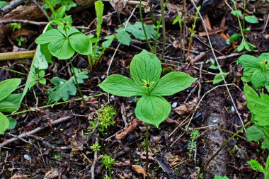 Paris bitkisi. Ormanda zehirli böğürtlen ve çiçekler yetişir..