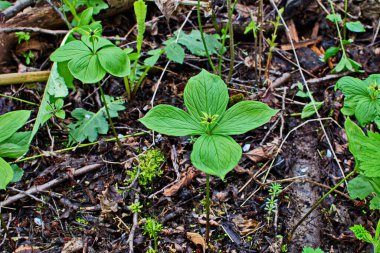 Paris bitkisi. Ormanda zehirli böğürtlen ve çiçekler yetişir..