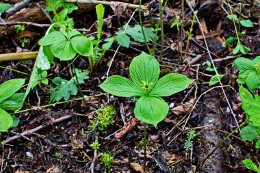 Paris bitkisi. Ormanda zehirli böğürtlen ve çiçekler yetişir..