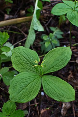 Paris bitkisi. Ormanda zehirli böğürtlen ve çiçekler yetişir..