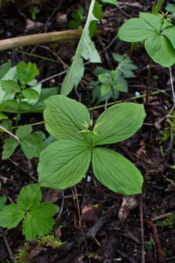 Paris bitkisi. Ormanda zehirli böğürtlen ve çiçekler yetişir..