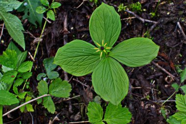 Paris bitkisi. Ormanda zehirli böğürtlen ve çiçekler yetişir..