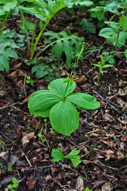 Paris bitkisi. Ormanda zehirli böğürtlen ve çiçekler yetişir..